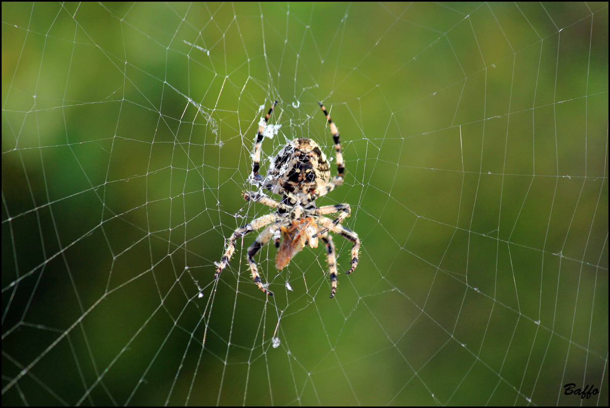 Araneus cf. circe - Isola di Cherso (Croazia)